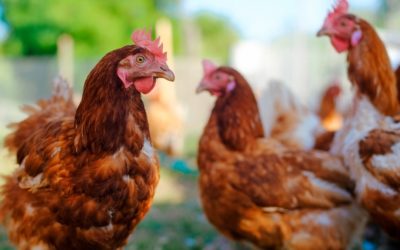 El sector avícola europeo inicia una campaña orientada a la sostenibilidad
