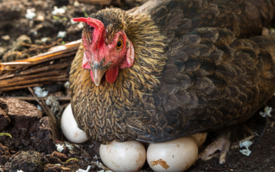 ¿Sabes cuántos huevos pone una gallina al día?