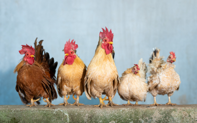 Pollo, pavo y gallina: fusión de sabores globales con ingredientes locales