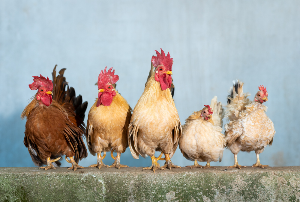 Pollo, pavo y gallina: fusión de sabores globales con ingredientes locales