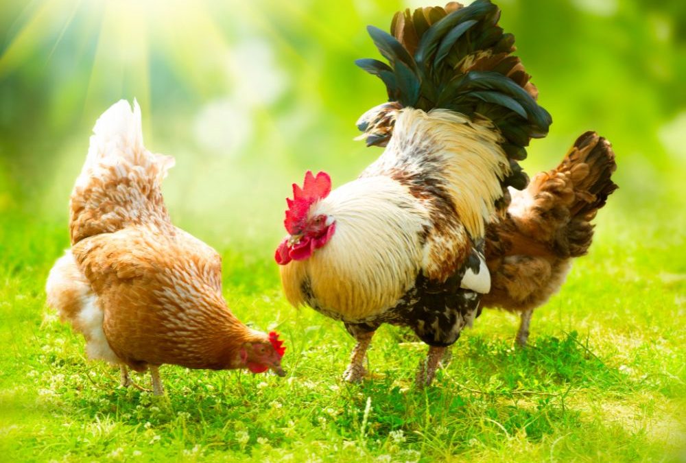 Curiosidades Acerca de los Pollos y las Gallinas que Quizá No Conocías