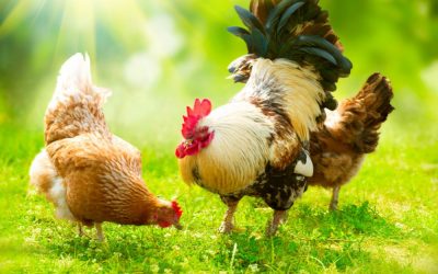 Curiosidades Acerca de los Pollos y las Gallinas que Quizá No Conocías