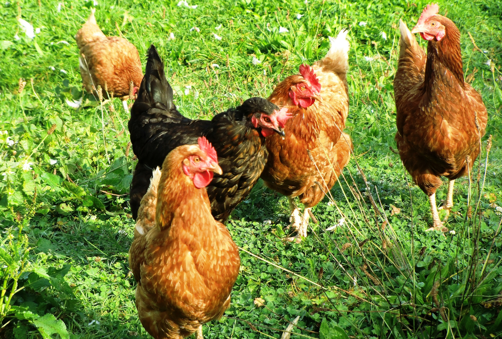 China abre sus puertas al pollo español: un hito estratégico para el sector avícola